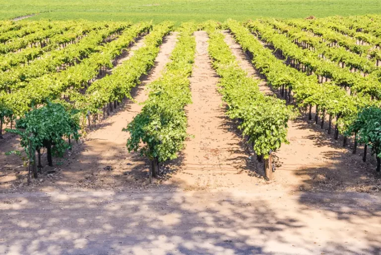 california agricultural